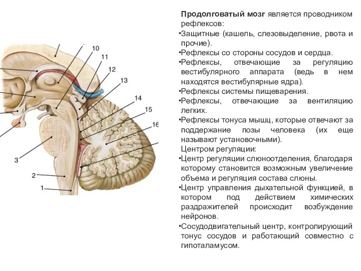 Продолговатый мозг является проводником рефлексов: Защитные (кашель, слезовыделение, рвота и прочие).