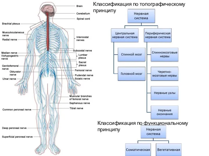 Классификация по топографическому принципу Классификация по функциональному принципу