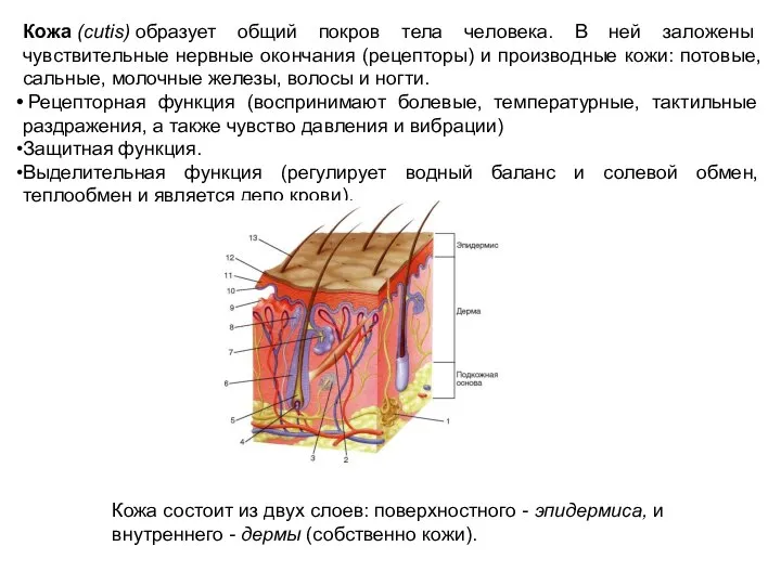 Кожа (cutis) образует общий покров тела человека. В ней заложены чувствительные