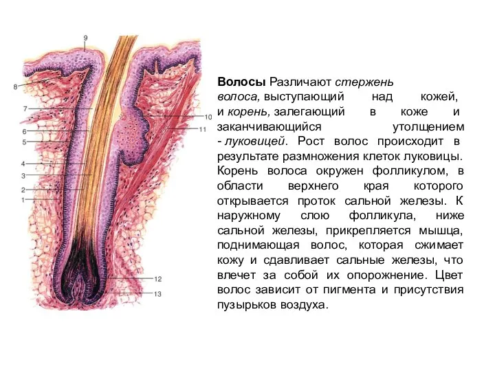 Волосы Различают стержень волоса, выступающий над кожей, и корень, залегающий в
