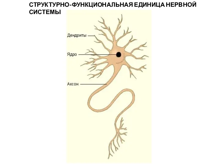 СТРУКТУРНО-ФУНКЦИОНАЛЬНАЯ ЕДИНИЦА НЕРВНОЙ СИСТЕМЫ