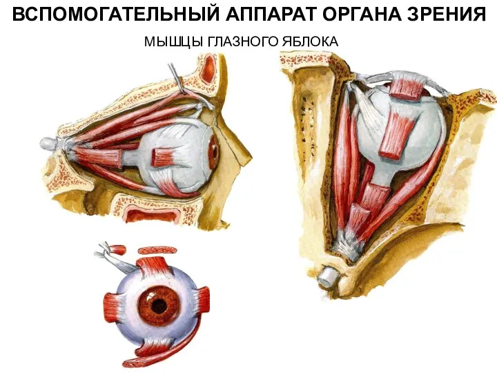 МЫШЦЫ ГЛАЗНОГО ЯБЛОКА ВСПОМОГАТЕЛЬНЫЙ АППАРАТ ОРГАНА ЗРЕНИЯ