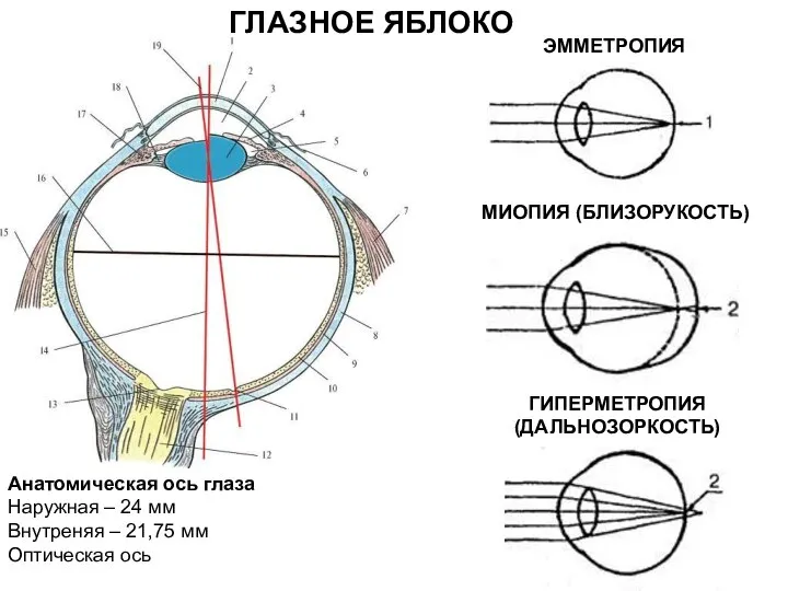 ГЛАЗНОЕ ЯБЛОКО Анатомическая ось глаза Наружная – 24 мм Внутреняя –