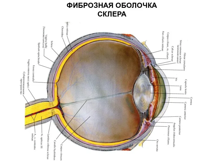 ФИБРОЗНАЯ ОБОЛОЧКА СКЛЕРА