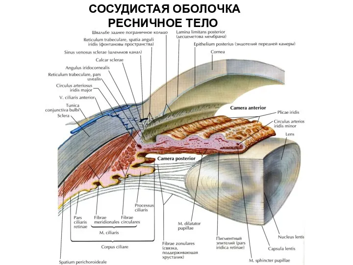 СОСУДИСТАЯ ОБОЛОЧКА РЕСНИЧНОЕ ТЕЛО