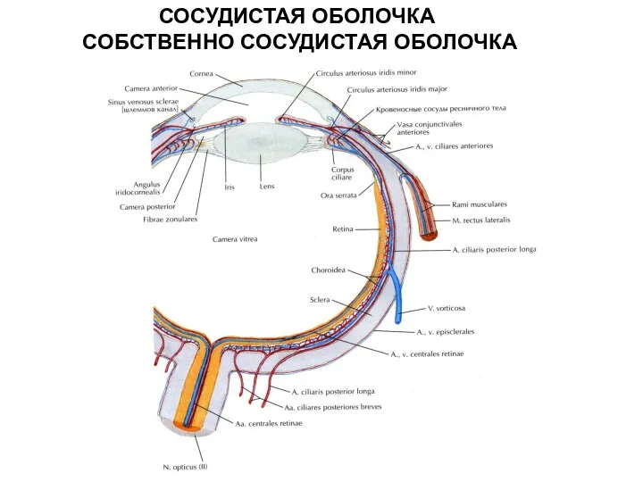 СОСУДИСТАЯ ОБОЛОЧКА СОБСТВЕННО СОСУДИСТАЯ ОБОЛОЧКА