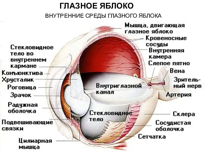 ВНУТРЕННИЕ СРЕДЫ ГЛАЗНОГО ЯБЛОКА ГЛАЗНОЕ ЯБЛОКО