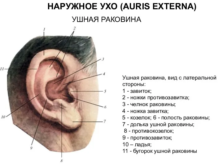 НАРУЖНОЕ УХО (AURIS EXTERNA) УШНАЯ РАКОВИНА Ушная раковина, вид с латеральной