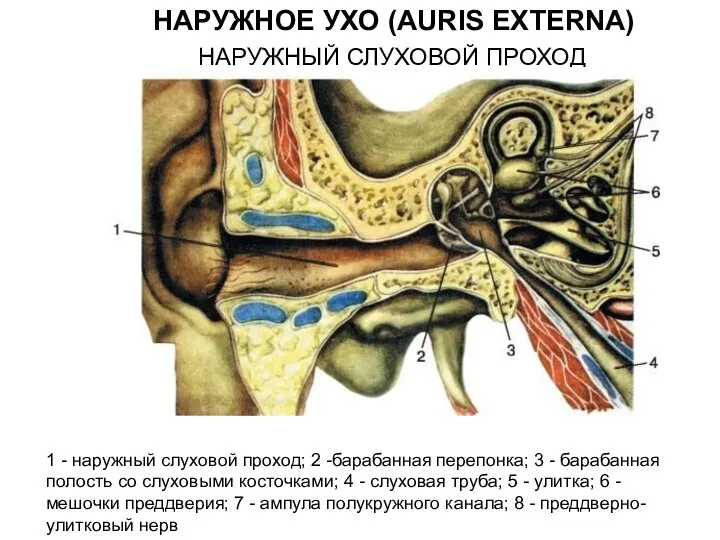 НАРУЖНОЕ УХО (AURIS EXTERNA) НАРУЖНЫЙ СЛУХОВОЙ ПРОХОД 1 - наружный слуховой