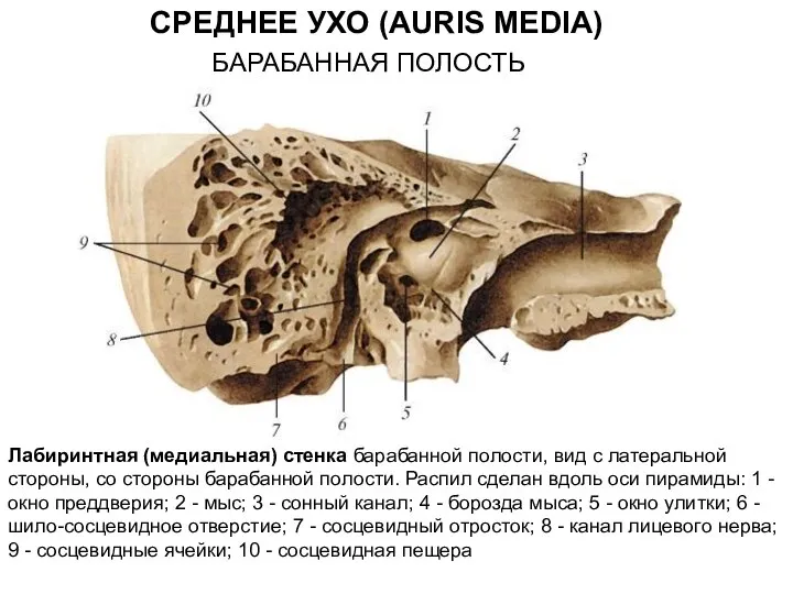 Лабиринтная (медиальная) стенка барабанной полости, вид с латеральной стороны, со стороны