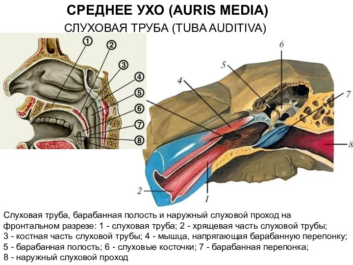 Слуховая труба, барабанная полость и наружный слуховой проход на фронтальном разрезе: