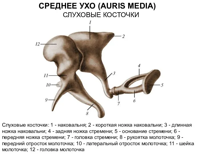 Слуховые косточки: 1 - наковальня; 2 - короткая ножка наковальни; 3