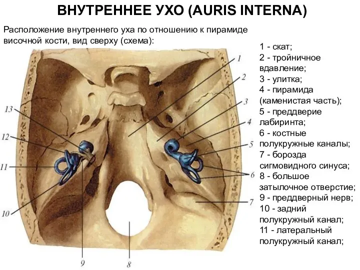 1 - скат; 2 - тройничное вдавление; 3 - улитка; 4