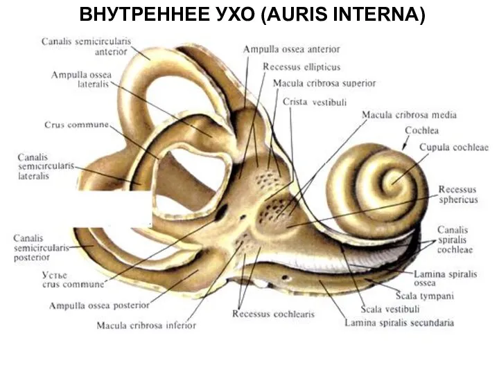 ВНУТРЕННЕЕ УХО (AURIS INTERNA)