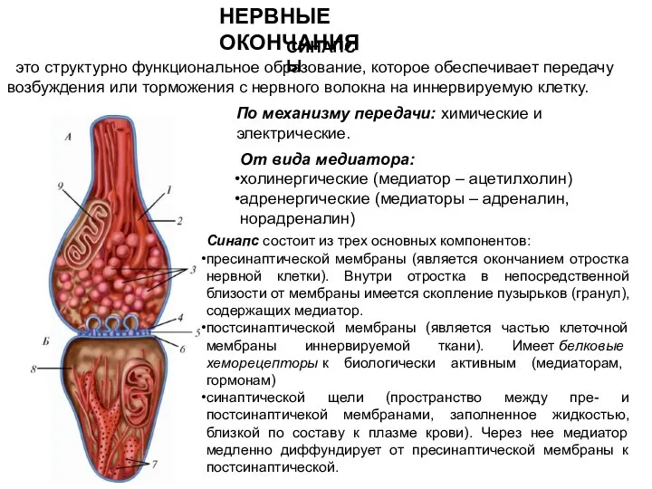 СИНАПСЫ НЕРВНЫЕ ОКОНЧАНИЯ это структурно функциональное образование, которое обеспечивает передачу возбуждения