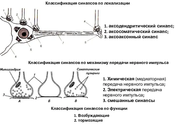 Классификация синапсов по локализации 1. аксодендритический синапс; 2. аксосоматический синапс; 3.