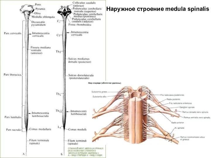 Наружное строение medula spinalis