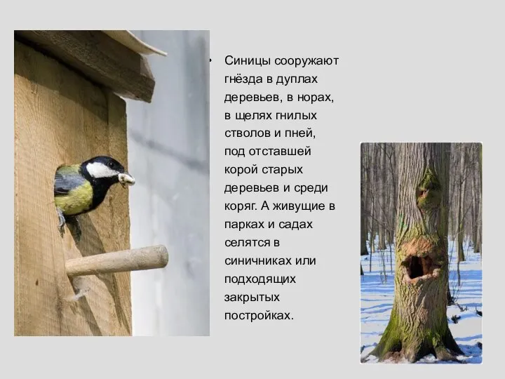 Синицы сооружают гнёзда в дуплах деревьев, в норах, в щелях гнилых