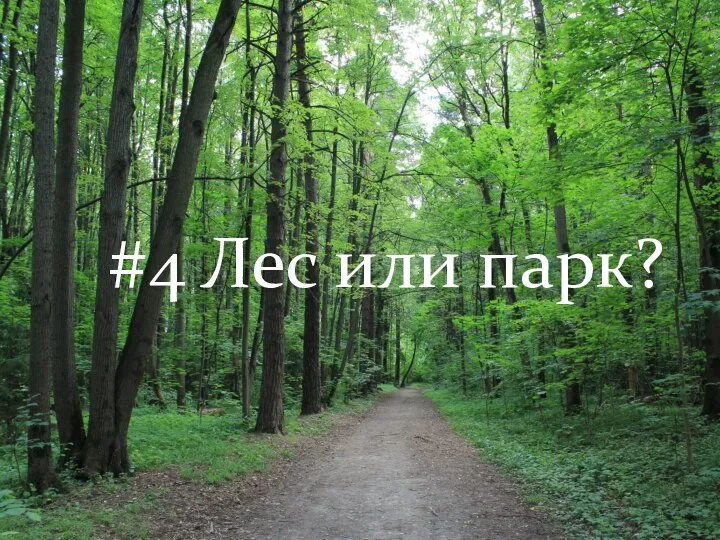 #4 Лес или парк?