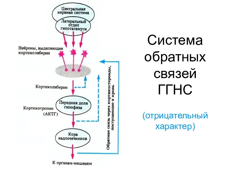 Система обратных связей ГГНС (отрицательный характер)