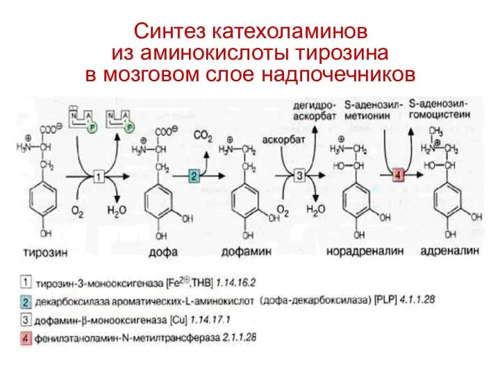 Синтез катехоламинов из аминокислоты тирозина в мозговом слое надпочечников