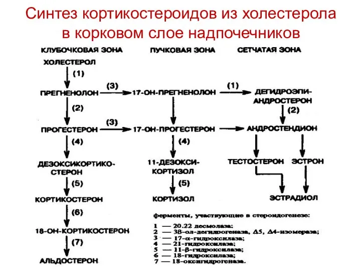 Синтез кортикостероидов из холестерола в корковом слое надпочечников