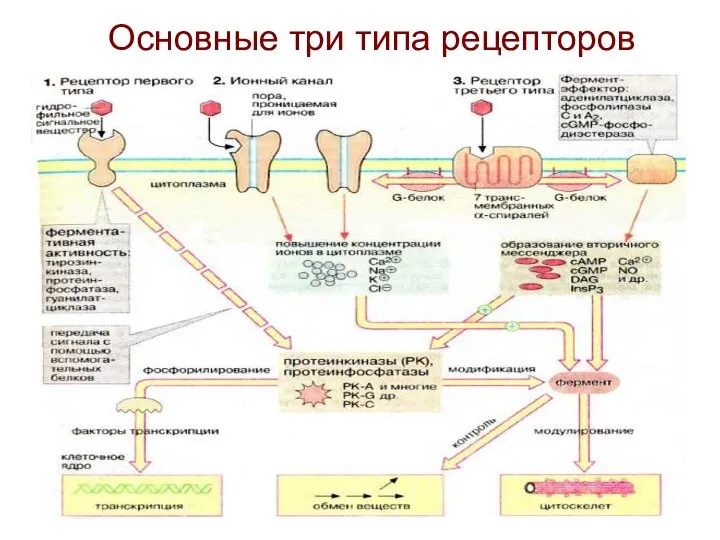 Основные три типа рецепторов