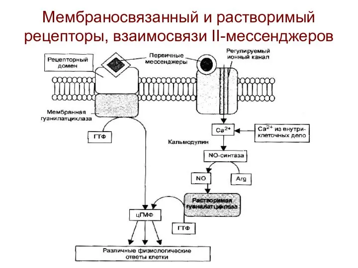 Мембраносвязанный и растворимый рецепторы, взаимосвязи II-мессенджеров