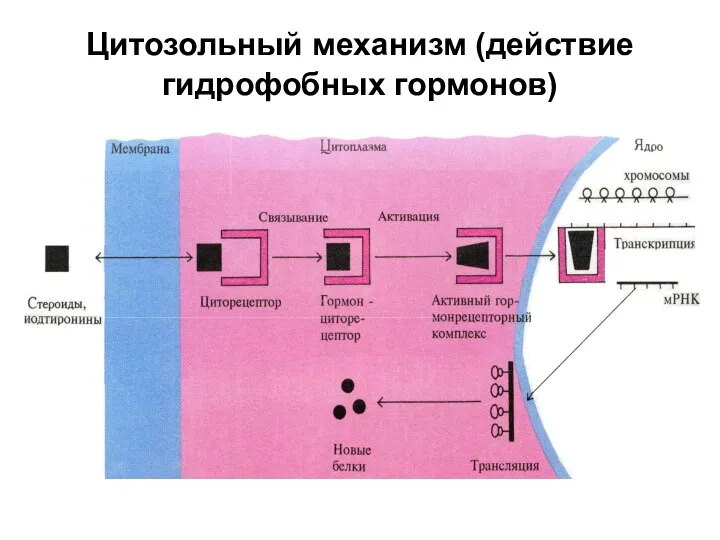 Цитозольный механизм (действие гидрофобных гормонов)