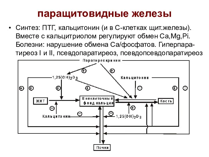 паращитовидные железы Синтез: ПТГ, кальцитонин (и в С-клетках щит.железы). Вместе с