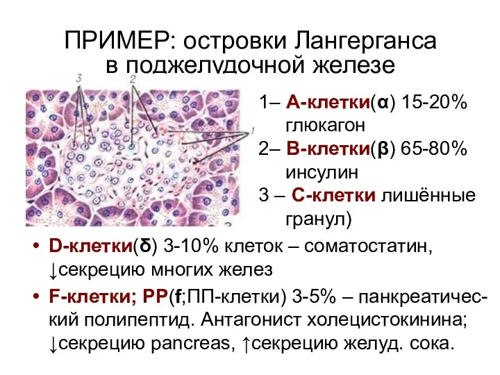 ПРИМЕР: островки Лангерганса в поджелудочной железе 1– А-клетки(α) 15-20% глюкагон 2–