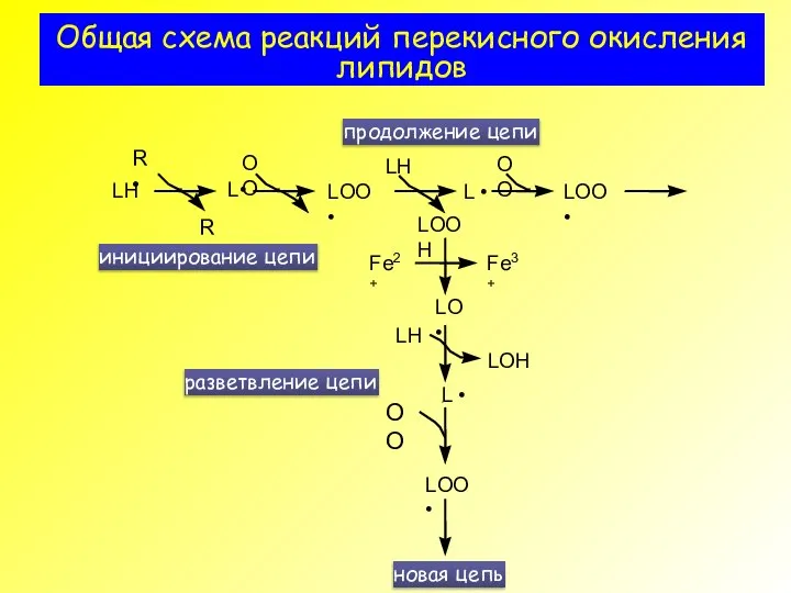 Общая схема реакций перекисного окисления липидов