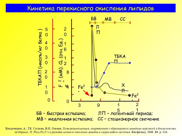 Кинетика перекисного окисления липидов БВ – быстрая вспышка; ЛП – латентный