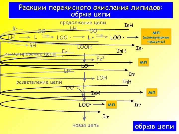 Реакции перекисного окисления липидов: обрыв цепи