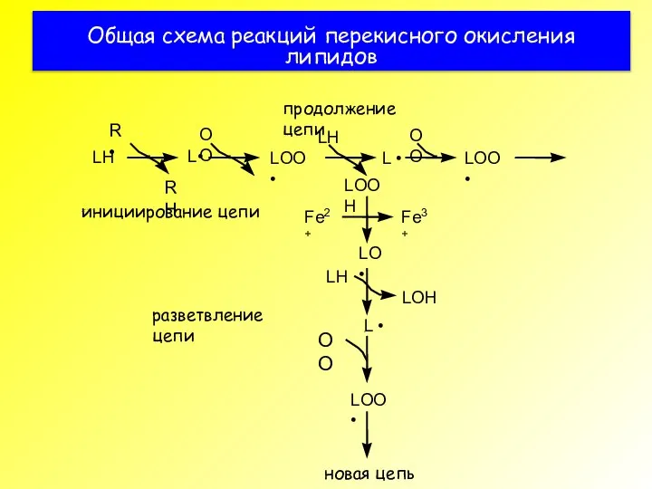 Общая схема реакций перекисного окисления липидов