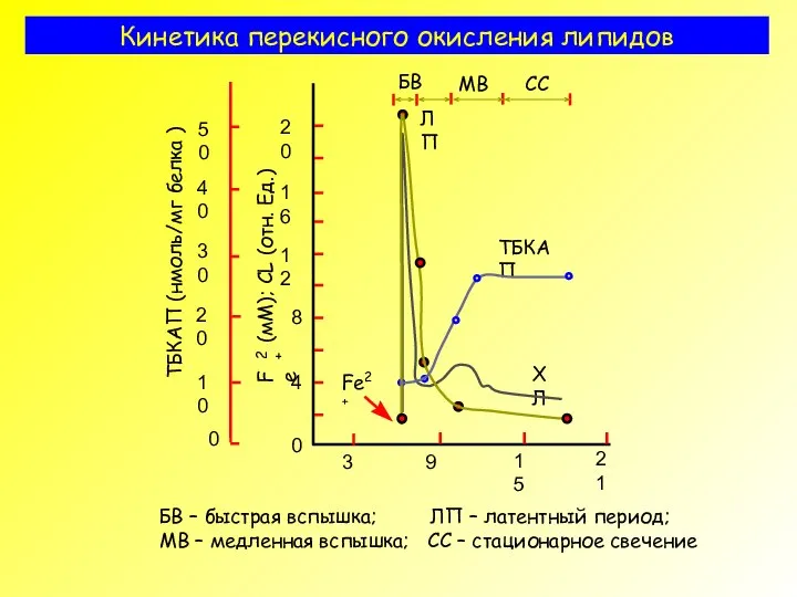 Кинетика перекисного окисления липидов БВ – быстрая вспышка; ЛП – латентный