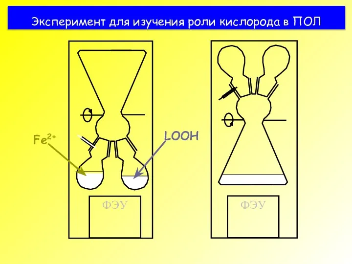 Эксперимент для изучения роли кислорода в ПОЛ