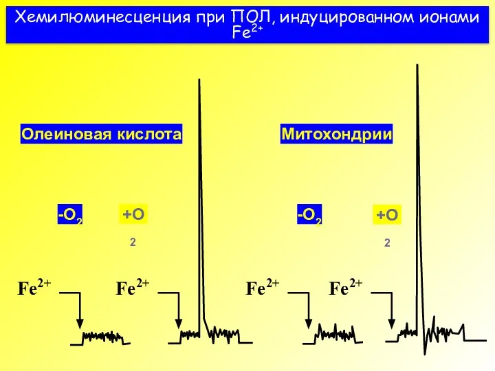 Хемилюминесценция при ПОЛ, индуцированном ионами Fe2+ Олеиновая кислота -O2 +O2 Митохондрии +O2 -O2