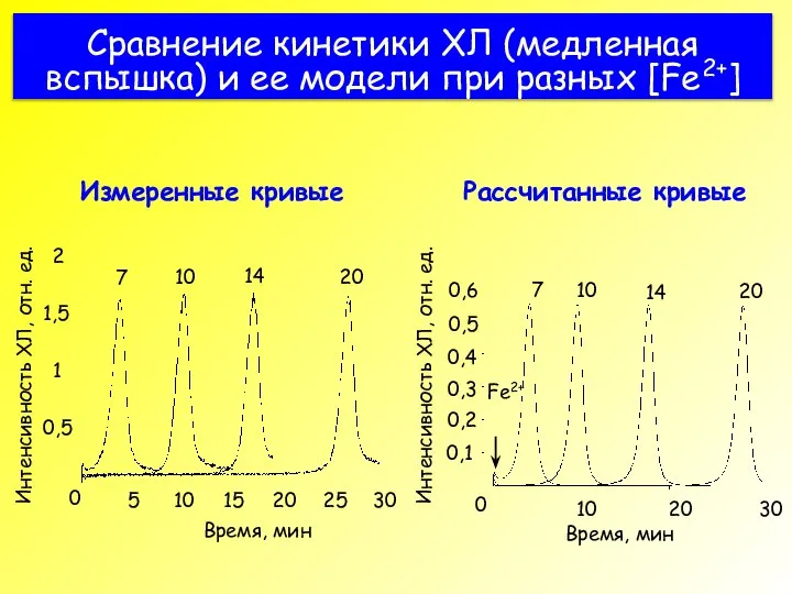 Сравнение кинетики ХЛ (медленная вспышка) и ее модели при разных [Fe2+] Измеренные кривые Рассчитанные кривые