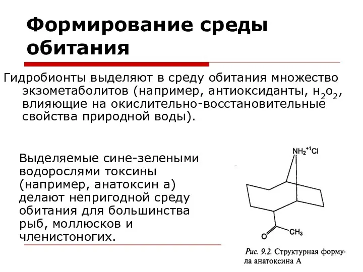 Формирование среды обитания Гидробионты выделяют в среду обитания множество экзометаболитов (например,