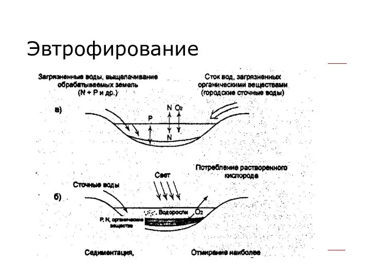 Эвтрофирование