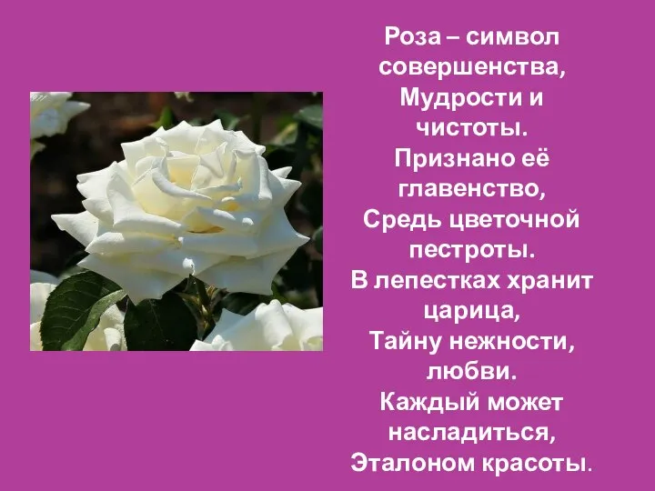 Роза – символ совершенства, Мудрости и чистоты. Признано её главенство, Средь