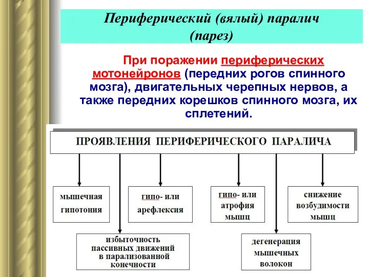 Периферический (вялый) паралич (парез) При поражении периферических мотонейронов (передних рогов спинного