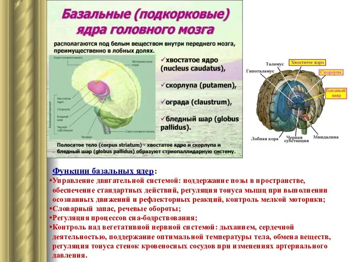 Функции базальных ядер: Управление двигательной системой: поддержание позы в пространстве, обеспечение