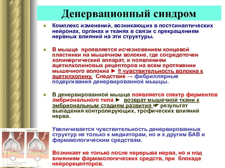 Денервационный синдром Комплекс изменений, возникающих в постсинаптических нейронах, органах и тканях