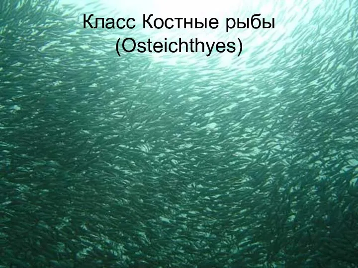 Класс Костные рыбы (Osteichthyes)