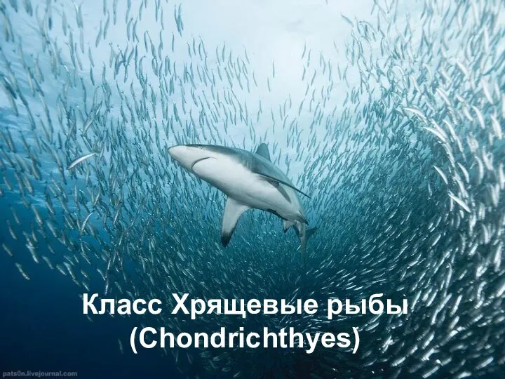 Класс Хрящевые рыбы (Chondrichthyes)