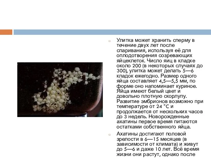 Улитка может хранить сперму в течение двух лет после спаривания, используя