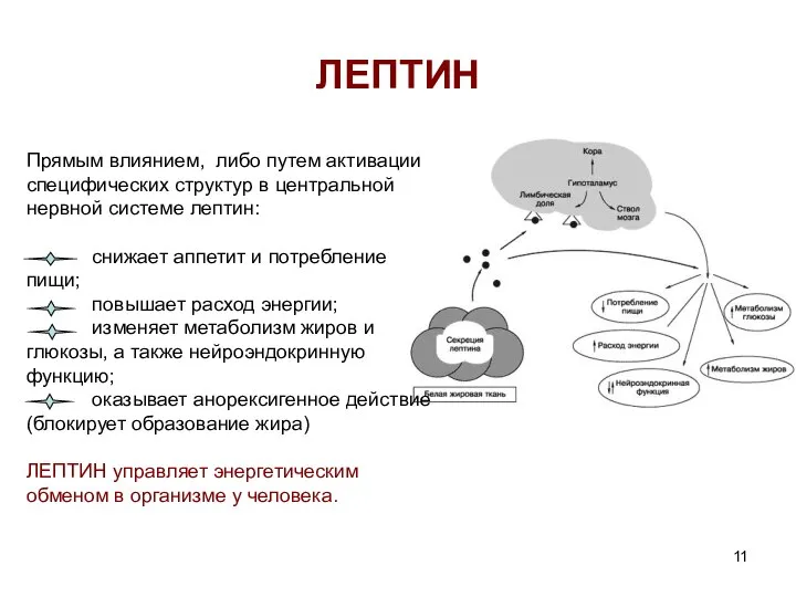 ЛЕПТИН Прямым влиянием, либо путем активации специфических структур в центральной нервной