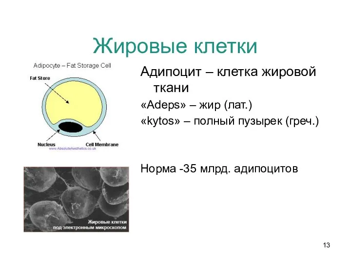 Жировые клетки Адипоцит – клетка жировой ткани «Adeps» – жир (лат.)